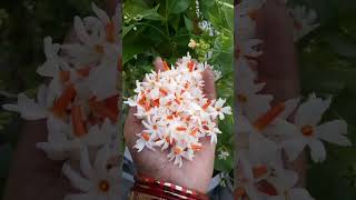 Harsingar flowers 🌼 blooming at my terrace 😊 [upl. by Margaret]