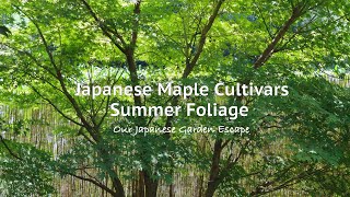 Japanese Maple Cultivars  Summer Foliage  Our Japanese Garden Escape [upl. by Osmen]