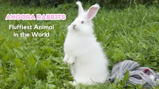 Interesting Facts About Angora Rabbit  The Fluffiest Animal in the World  A Cute Bunny [upl. by Deborath]