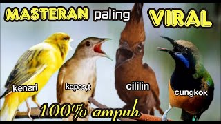 MASTERAN MURAiBATU PALING VIRAL  tembakan kombinasi  cililin kenari cungkok kapas tembak [upl. by Shiau511]