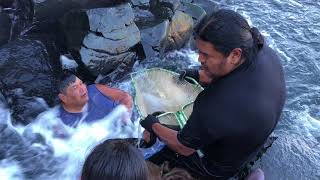 Tribes return to Willamette Falls for annual lamprey harvest [upl. by Nenerb336]