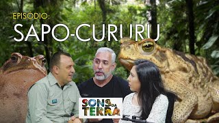 O popular sapocururu [upl. by Ycart]