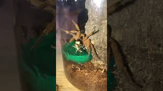 Pingtung huntsman Heteropoda pingtungensis spider trending shorts [upl. by Claudio]