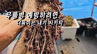 다육이 상면으로 전체 물주기 하루 지나고 살균제도 했다면 다육이다육식물다육이 물주기다육이 살균제다육이배합토 [upl. by Senzer518]