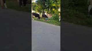 Cows Grazing grass on road [upl. by Schurman189]