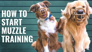 Dog Muzzle Training and Conditioning [upl. by Durkin]