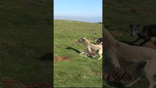 Flying out ferreting rabbiting rabbithunting lurcher hunting [upl. by Tdnarb]