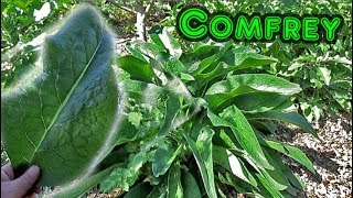 11 Reasons To Grow Comfrey In Your Garden [upl. by Autum245]