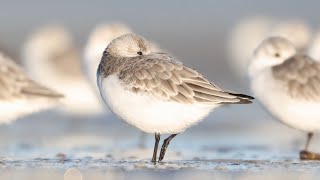 4K 60120FPS  Sandpipers on the beach in The Netherlands [upl. by Nonnad]