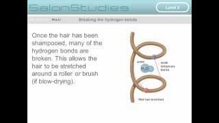 The Internal Chemical Bonds of Hair [upl. by Harding]