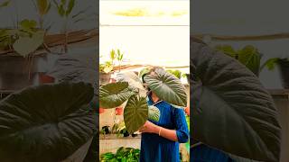 Alocasia serendipiti alocasia keralagarden gardening garden homegardening backyardgardening [upl. by Eatnuhs963]