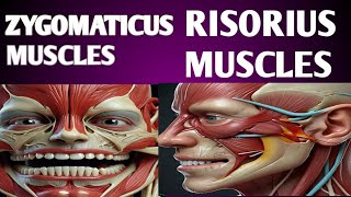 How the Zygomaticus and Risorius Muscles Shape Your Smile [upl. by Limann700]