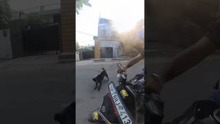 Dog vs loud Kawasaki z900 😂😂 shortsfeed viralshort shorts trending z900 zx10r kawasaki [upl. by Bilat]