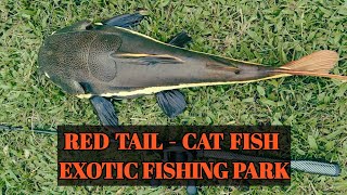 MANCING RED TAIL  CAT FISH DI KOLAM EXOTIC FISHING PARK BATU ARANG [upl. by Siulegroj]