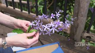 How to Collect a Herbarium Specimen and Tissue Sample [upl. by Cirdek]