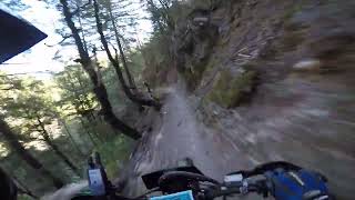 Riding Downieville and getting roosted by 2 deer [upl. by Anirtep]