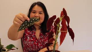 How to propagate Begonia Maculata [upl. by Perlis851]