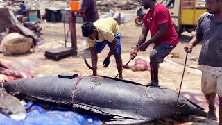 Elephant Size 424Kg Kola Fish Cutting in Kasimedu Fishing Harbour [upl. by Nivlem582]