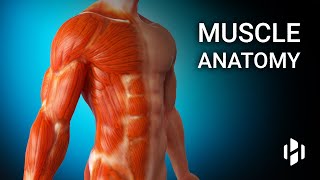 Anatomy of Human Muscles [upl. by Dnumde319]