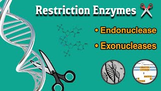 What is restriction enzymes  endonuclease and exonucleases  uses  in Hindi [upl. by Eenahc352]