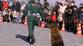 2013 警視庁 警備犬災害救助犬による訓練 [upl. by Saimon983]