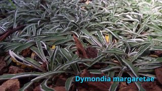 Dymondia margaretae Growing Guide Silver carpet by GardenersHQ [upl. by Kirwin]