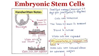 Embryonic Stem Cells  Isolation  Differentiation  Application  Handwritten notes [upl. by Ennairrac]