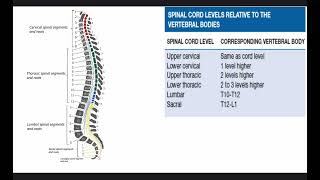 Myelopathy  Dr Mohammed Radhi Radeef [upl. by Einnhoj]