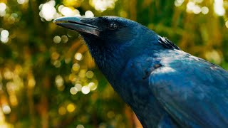 TALKING Crow at SeaWorld Orlando [upl. by Nnairac]