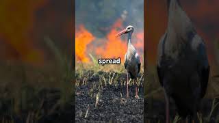 This Bird Uses Fire To Hunt 🦤 [upl. by Gilud]