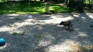 Norwegian Elkhound Puppies at 912 Weeks Old [upl. by Llenrap]