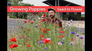 Growing Poppies • From Seed to Flower [upl. by Cattima]