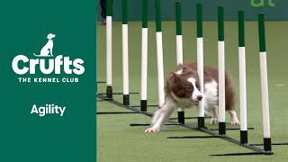 Agility  Crufts Singles SmallMediumIntermediateLarge Jumping Part 2  ​Crufts 2022 [upl. by Coward911]