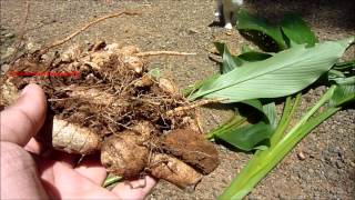 East Indian Arrowroot  Curcuma Angustifolia  NarrowLeaved Turmeric [upl. by Etem]