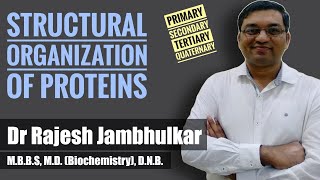 Structural organization of proteins [upl. by Penn]