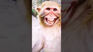 Bandar ka Hansi🐒🦧 shorts money funny virilvideo comedy [upl. by Letnuahs707]