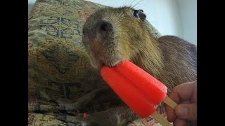 Capybara eating an Ice Pop [upl. by Ydualc617]