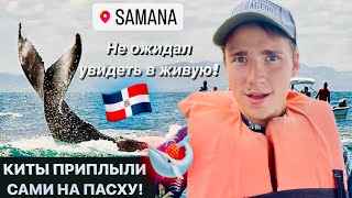 НЕ ОЖИДАЛ УВИДЕТЬ в ЖИВУЮ Киты на Самане в Доминикане Ballenas en Samana [upl. by Nosyt161]