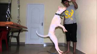 rajapalayam dog from 20 days to 4months [upl. by Calvano]