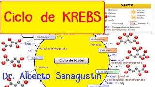 CICLO DE KREBS paso a paso Bioquímica [upl. by Leviram429]