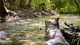 Forest ambience Water flowing sound effect The sound of a babbling brook to help you sleep [upl. by Ecirtap]