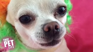 Sassy Chihuahuas in Costumes  Funny Dog Compilation 2018 [upl. by Goldstein]