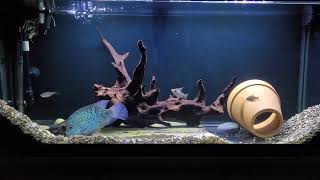 carpintis cichlid tank [upl. by Rimola369]