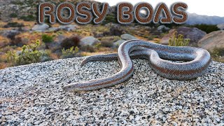 Whole lotta Rosy boas Coastal Rosy Boas of California [upl. by Ruford]