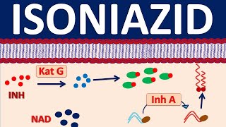 Isoniazid inh  A narrow spectrum antibiotic for tuberculosis [upl. by Nunci665]