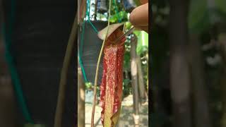 kasih makan nepenthes globosa x rafflesiana  x boschiana x adriani x clipeata plants garden [upl. by Sasnett]