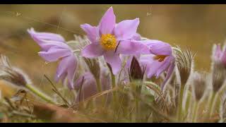 Beautiful Wild Spring Flowers Pulsatilla Patens Flowering Blooming Plant In Family Ranunculaceae [upl. by Neersan]