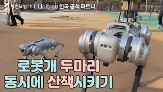 로봇 개 두 마리 동시 산책 가능  Unitree Go1 Pro B1  유니트리 한국 공식파트너 [upl. by Wein304]