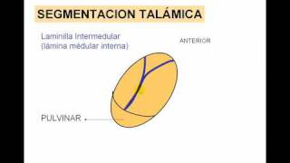 ENCEFALO 3 tálamo [upl. by Mandi]