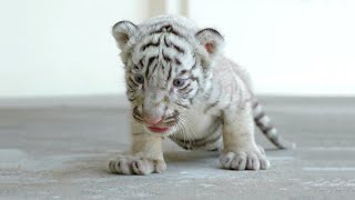 Cute Baby Tiger Videos To Make You Smile  Tiger Cubs Are Awesome [upl. by Godrich75]